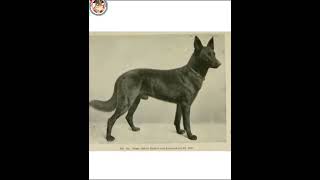 German shepherd pahle kaise dikhte the ab 🤔🤔🤔🤔🫠🫠 brono gsdloverss germanshepherd dog facts [upl. by Graniah914]