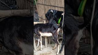 Lots of two goats they do very beautiful surprising shoots we enjoy 2024Episode20 [upl. by Pell50]