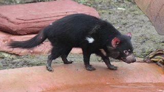 Tasmaanse duivels  Tasmanian devils  Planckendael [upl. by Anaizit]