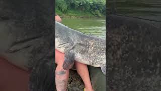 So fängst du große Welse  Schleichende Methode😎🔥 Wallerangeln am Fluss wels shorts catfish [upl. by Latsyrd]