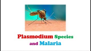 Parasitology 🔤  Plasmodium Species and Malaria [upl. by Nitsugua]