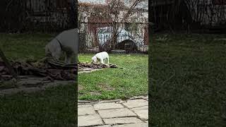 Dogo argentino family Lithuania puppy dogoargentinopuppies dogoargentinadogs [upl. by Najtsirk202]