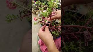 Good idea grafting portulaca flower get more flowers colorful shortvideo houseplants nature [upl. by Enidlareg349]