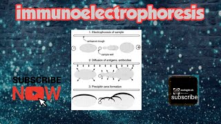 Immunoelectrophoresis [upl. by Lilli]