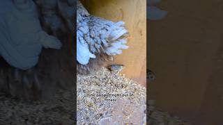 How Is The Baby Pheasant Doing pheasant [upl. by Ffoeg]