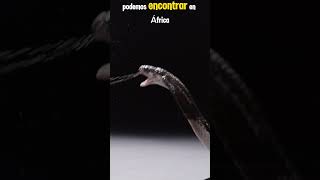 Cobra escupidora Biologia zoologia herpetologia reptiles [upl. by Hanahs661]