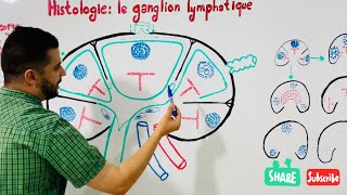 Histologie  Ganglion lymphatique [upl. by Anaehs952]