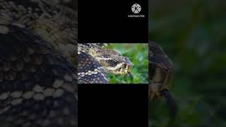 Rattlesnakeshortvideovairalshort [upl. by Bartel648]