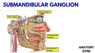 SUBMANDIBULAR GANGLION [upl. by Aidin]