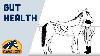 Gut Health Tips to Keep Your Horse Happy and Healthy [upl. by Yrral]