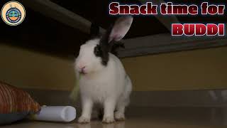 Buddis feeding time  funny rabbit shorts youtubeshorts rabbit petlover [upl. by Laina]