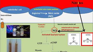 The Pharmacology of The Vasodilators amp The Treatment of Angina Pectoris 2 [upl. by Liana]