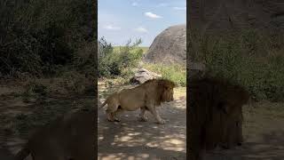 One of the Saba Bora lions in Utafiti Sametu Kopjes Serengeti 22072024 [upl. by Inoue649]