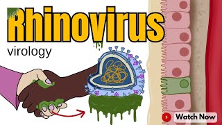 Rhinovirus How This Virus Makes You Feel Under the Weather  Virology 101 Animated Video [upl. by Namyaw]