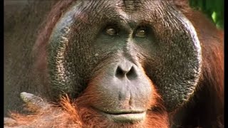 Orangutans Feeding in the Trees  Wild Indonesia  BBC Earth [upl. by Welsh]