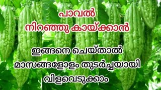 പാവക്ക വീട്ടിൽ നട്ടുവളർത്തേണ്ടത് ഇങ്ങനെയാണ്  Paval Krishi Malayalam [upl. by Thay]