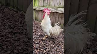 Leghorn Cockerel  Rooster Crowing [upl. by Seluj]