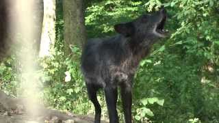 Wolf Howling Is Mediated by Relationship Quality Rather Than Emotional Stress [upl. by Amathiste]