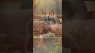 Bunny Bunny🐰 reels shorts animal animallover rabbits petlovers trending ai nurseryrhymes [upl. by Galer]