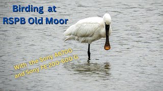 Birding at RSPB Old Moor [upl. by Ennaeus]