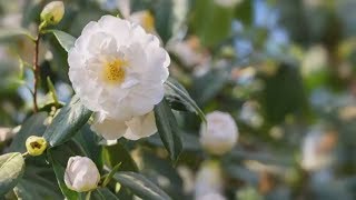 How to Grow Camellias  Mitre 10 Easy As Garden [upl. by Monteria]