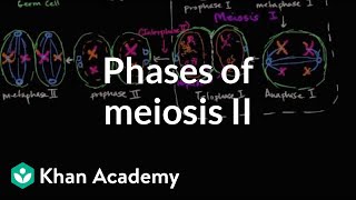 Phases of meiosis II  Cells  MCAT  Khan Academy [upl. by Einned]