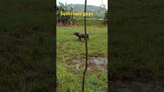 happy carabao Viral dance [upl. by Airelav]