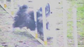 Havanese Weaves  Agility Dog Bella [upl. by Ferri]