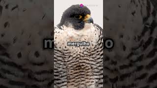 TOP Animais Voadores Incríveis 🦅✨ curiosidades animals mundoanimal biologia fatoscuriosos [upl. by Ayanal]