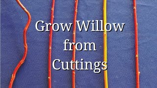 Grow WIllow from Cuttings dogwood too [upl. by Ailadgim]