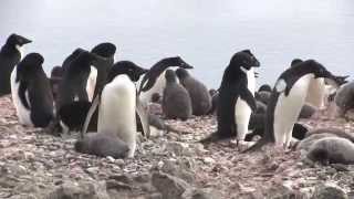 Adelie Penguin Fight [upl. by Bobbe]