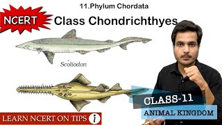 Class Chondrichthyes  Phylum Chordata  Class11 Bio NCERT On Tips  Mnemonics Inside the video🔥 [upl. by Nac]