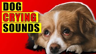 Dog Crying Sounds 15 Dog Breeds Crying Sound Effect Loud Whining Puppy Cry Sounds [upl. by Maryl41]