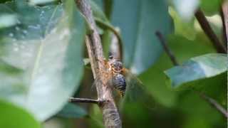 Cicada Video and Sound [upl. by Socin412]