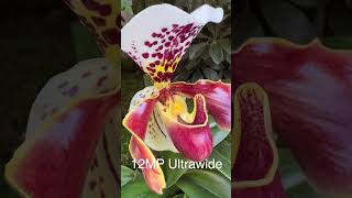 RARE TIP for iPhone 14 Pro Macro Photography [upl. by Selin]