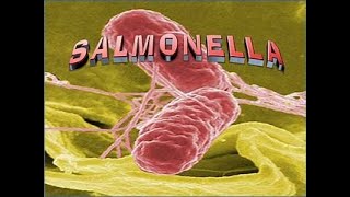 salmonella [upl. by Hcirdla]