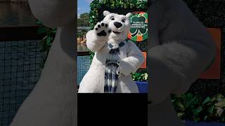 Mascote Urso Polar do SeaWorld Orlando celebrando o dia de St Patrick 2024 stpatrickday2024 [upl. by Jenda]