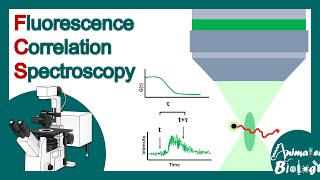 fluorescence correlation spectroscopy  FCS  How does FCS work  Biological applications of FCS [upl. by Yellac]