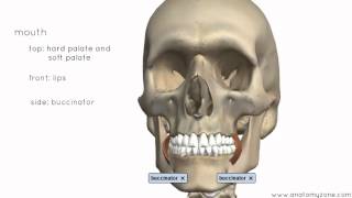 Introduction to the Digestive System Part 1  Mouth and Pharynx  3D Anatomy Tutorial [upl. by Rhodia]