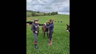 Un immense merci à Marion Pauline et Nathalie pour leur venue au refuge pour vermifuger les équidés [upl. by Retsel]