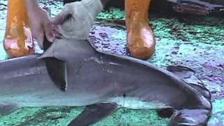 Over 73 Million Sharks Killed Every Year for Fins [upl. by Athey669]