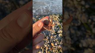 Mini shells amp a sea star in southwest Florida🐚⭐️ [upl. by Giacopo]