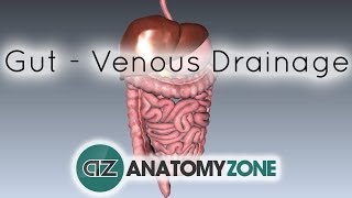 Blood Supply to the Gut Introduction  Part 2 Venous DrainagePortal System [upl. by Munmro484]