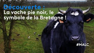 Découverte  la vache pie noir le symbole de la Bretagne [upl. by Levram]