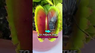 How to Escape a Venus Flytrap [upl. by Joyann]