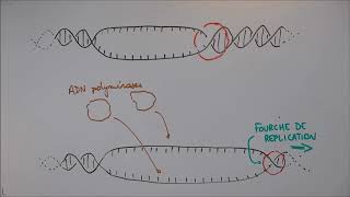 Réplication de lADN  1 Déroulement général [upl. by Mcgray522]