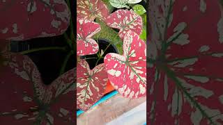 caladium บอนสี nature garden plants [upl. by Marillin527]