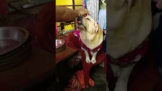 Baba dekho ami chaire boseche eka eka 🥳 shortsvideo labradorlovers shortsvideo [upl. by Ecyrb471]