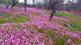 Roadtrip to Western Australia wildflower country [upl. by Niwrehs321]