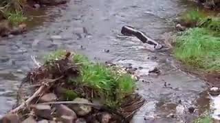 Eel caught in Vaturu dam 2018 Fiji island [upl. by Aimek675]